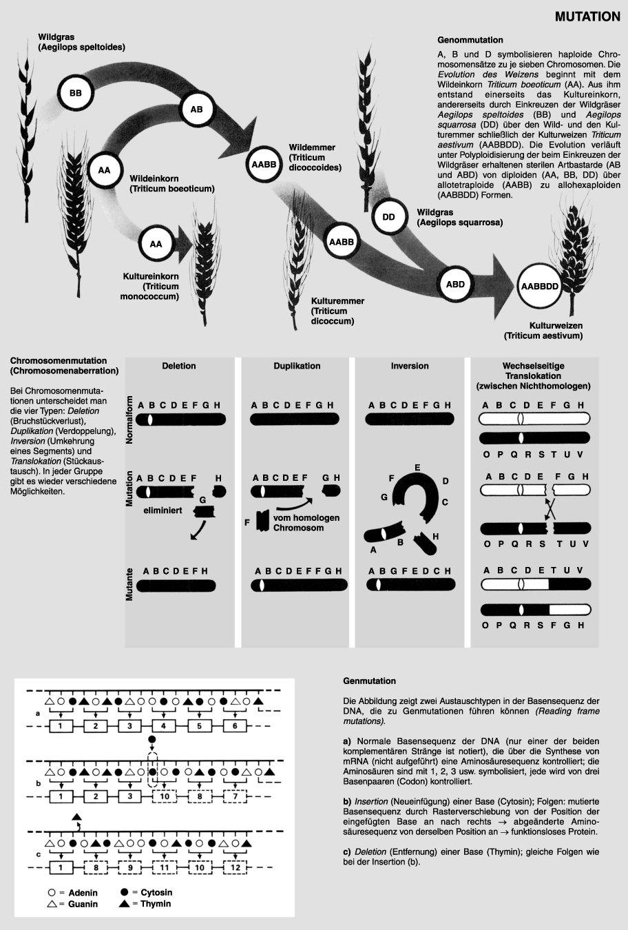 Mutation